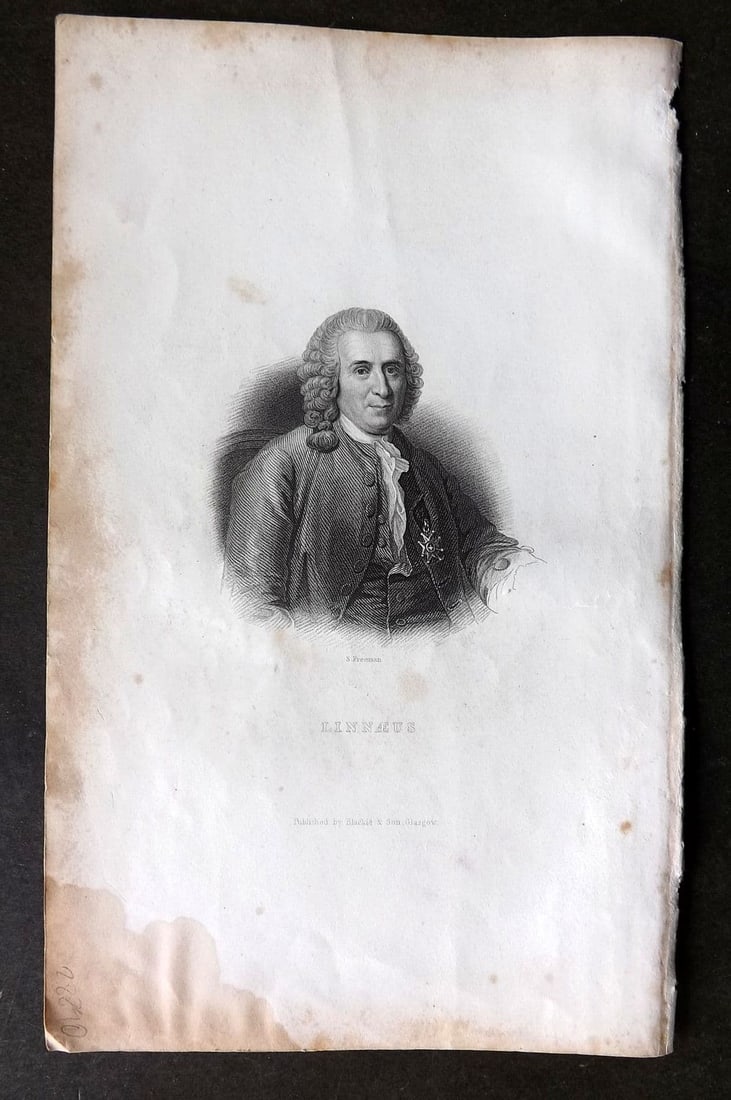 Rhind 1862 Antique Print. Portrait of Carl Linnaeus: Antique Steel Engraving/Etching Published 1862, London for "A History of the Vegetable Kingdom" by Willian Rhind. Paper Size: 9.5 x 6 inch (24 x 15cm) Margin water staining and background toning prese