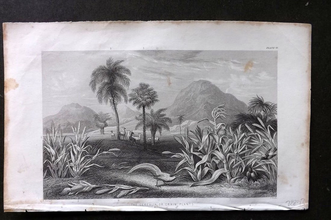Rhind 1862 Antique Botanical Print. The Cerealia or Grain Plants: Antique Steel Engraving/Etching Published 1862, London for "A History of the Vegetable Kingdom" by Willian Rhind. Paper Size: 9.5 x 6 inch (24 x 15cm) Margin toning present.