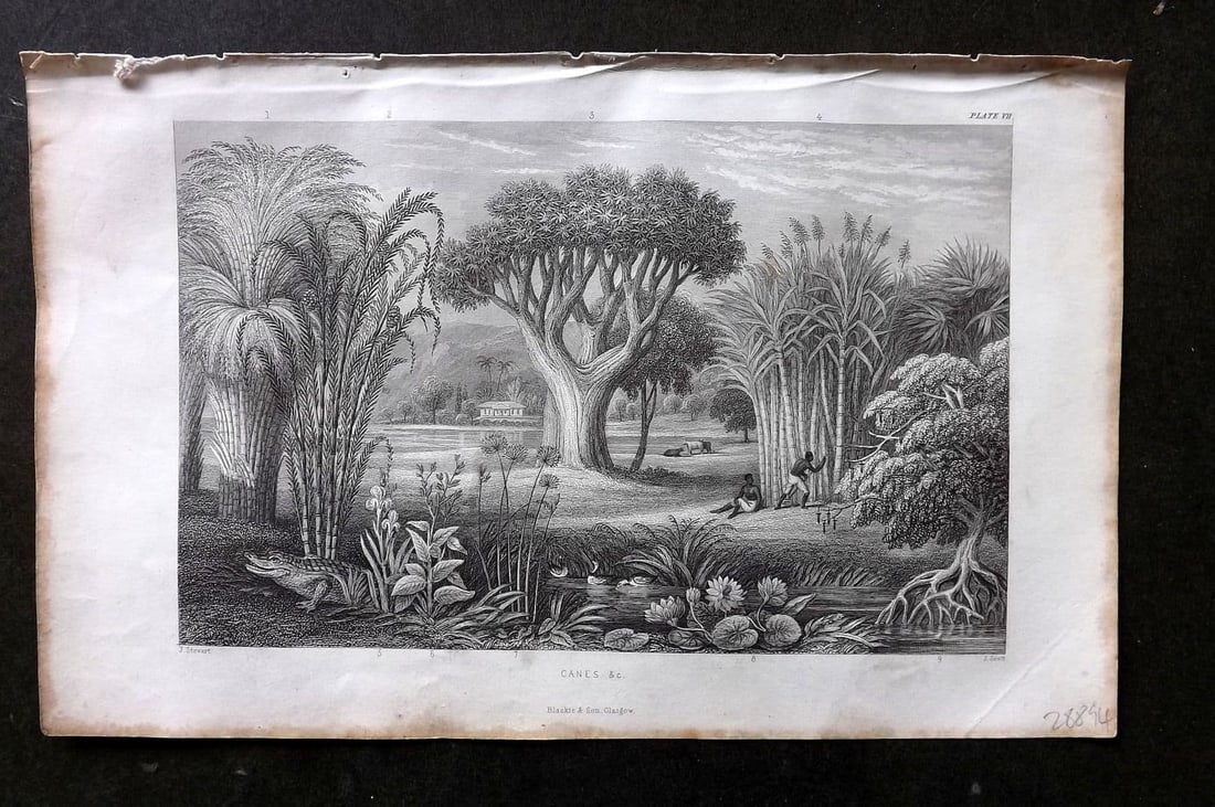 Rhind 1862 Antique Botanical Print. Canes &c: Antique Steel Engraving/Etching Published 1862, London for "A History of the Vegetable Kingdom" by Willian Rhind. Paper Size: 9.5 x 6 inch (24 x 15cm) Margin toning present.