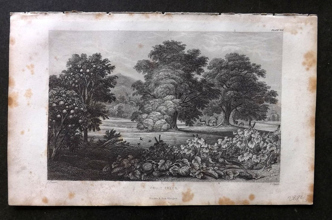 Rhind 1862 Antique Botanical Print. Fruit Trees: Antique Steel Engraving/Etching Published 1862, London for "A History of the Vegetable Kingdom" by Willian Rhind. Paper Size: 9.5 x 6 inch (24 x 15cm) Margin toning present.