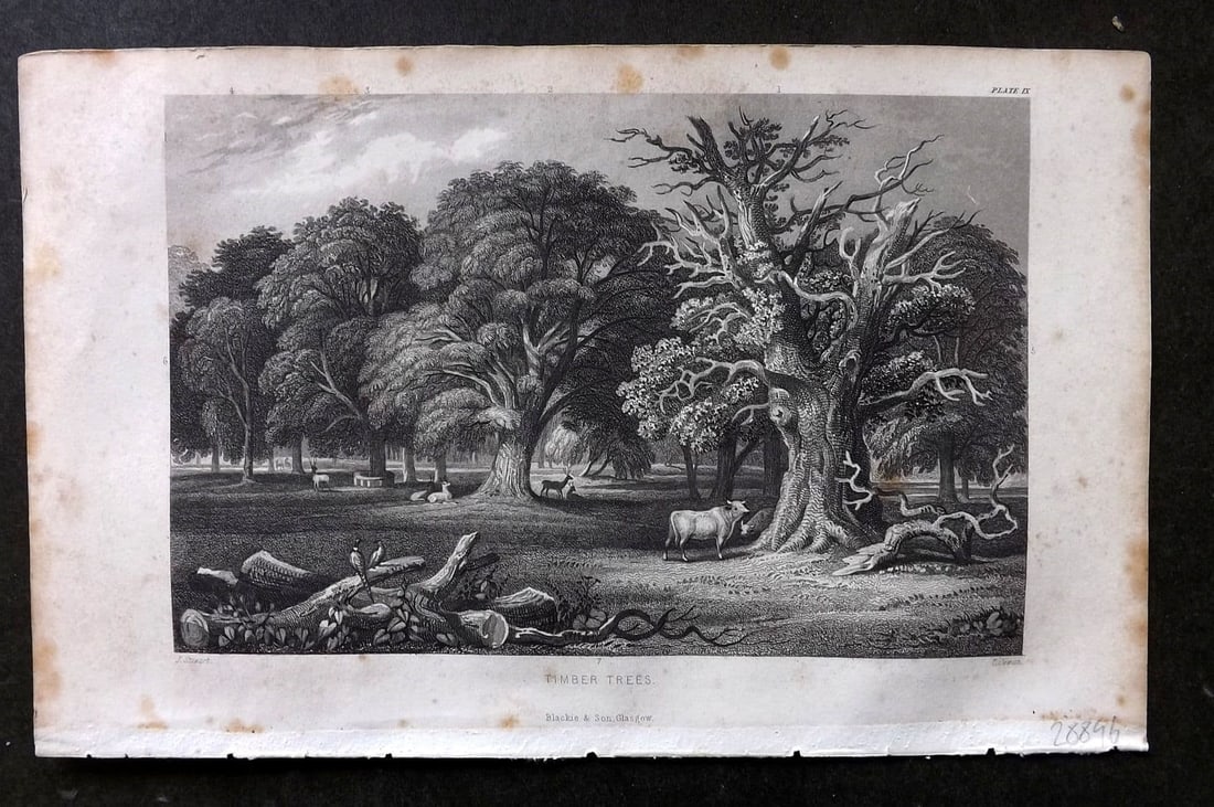 Rhind 1862 Antique Botanical Print. Timber Trees: Antique Steel Engraving/Etching Published 1862, London for "A History of the Vegetable Kingdom" by Willian Rhind. Paper Size: 9.5 x 6 inch (24 x 15cm) Margin toning present.
