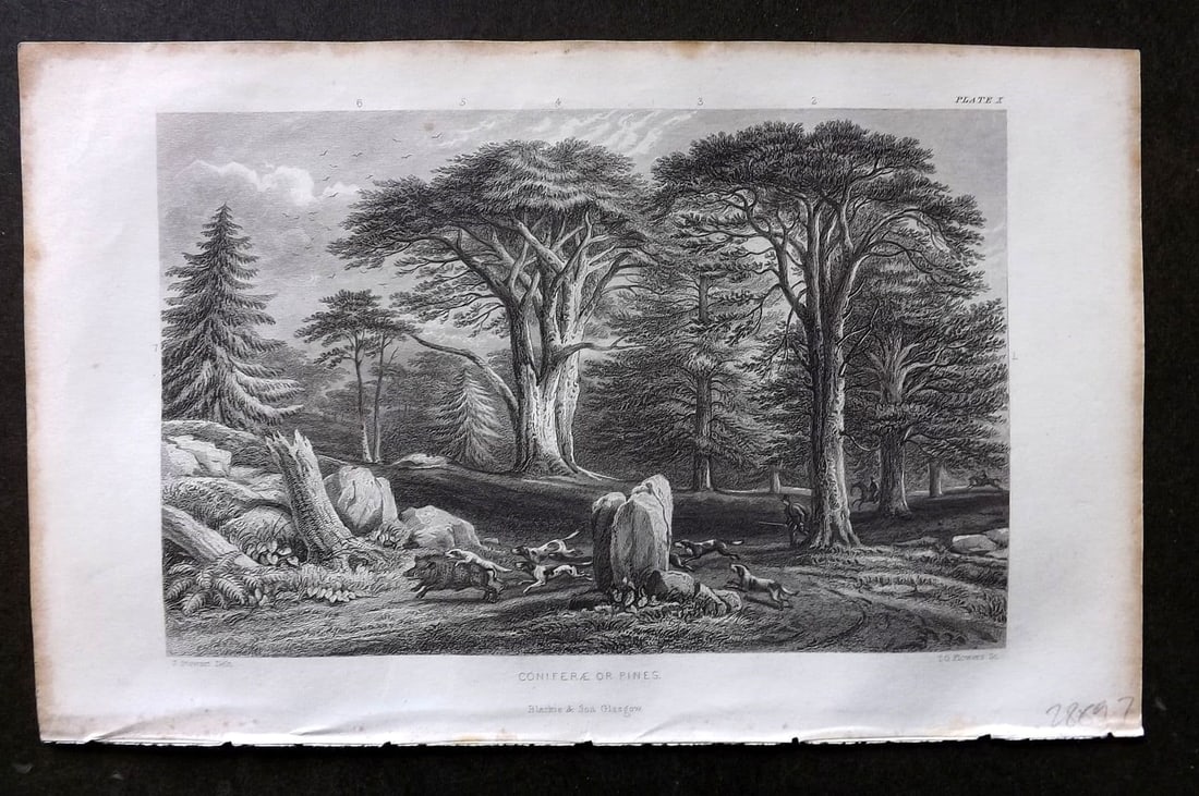 Rhind 1862 Antique Botanical Print. Coniferae or Pines. Trees: Antique Steel Engraving/Etching Published 1862, London for "A History of the Vegetable Kingdom" by Willian Rhind. Paper Size: 9.5 x 6 inch (24 x 15cm). Good Condition.