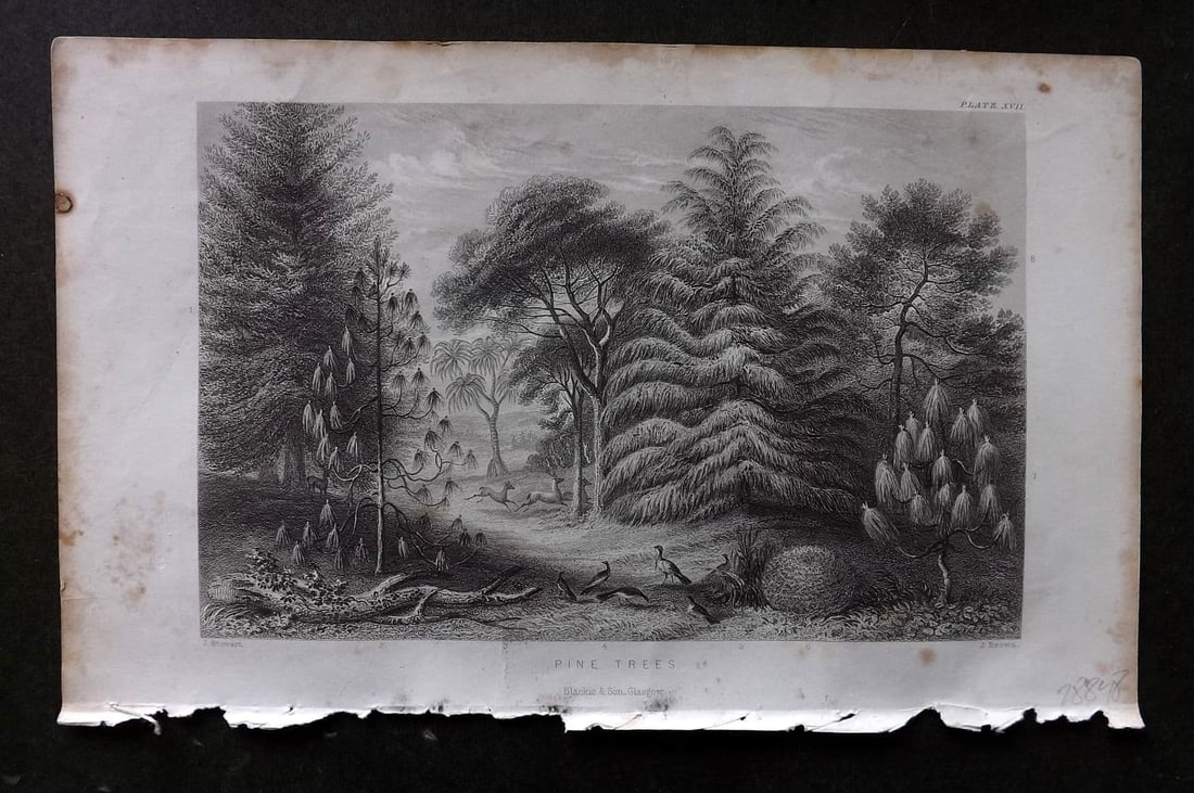 Rhind 1862 Antique Botanical Print. Pine Trees: Antique Steel Engraving/Etching Published 1862, London for "A History of the Vegetable Kingdom" by Willian Rhind. Paper Size: 9.5 x 6 inch (24 x 15cm) Margin toning present.