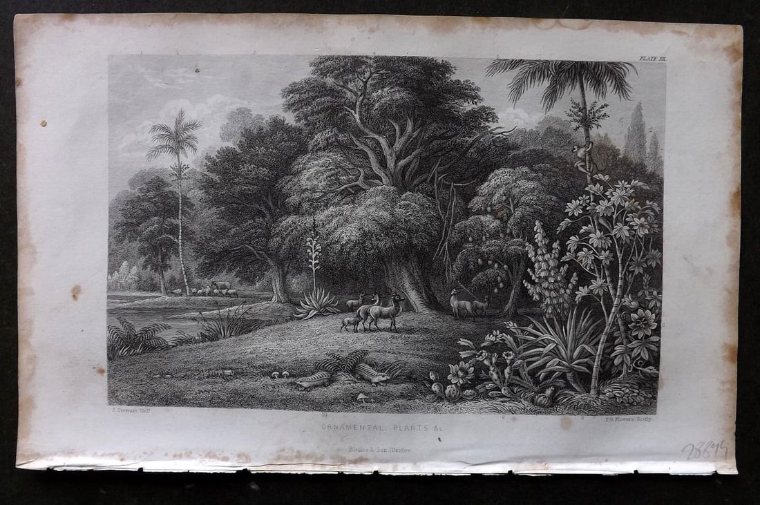 Rhind 1862 Antique Botanical Print. Ornamental Plants &c: Antique Steel Engraving/Etching Published 1862, London for "A History of the Vegetable Kingdom" by Willian Rhind. Paper Size: 9.5 x 6 inch (24 x 15cm) Margin toning present.