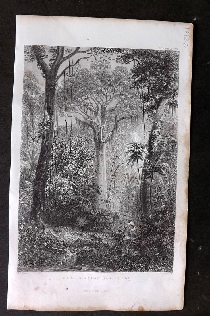 Rhind 1862 Antique Botanical Print. Scene in a Brazilian Forest: Antique Steel Engraving/Etching Published 1862, London for "A History of the Vegetable Kingdom" by Willian Rhind. Paper Size: 9.5 x 6 inch (24 x 15cm) Margin toning present.