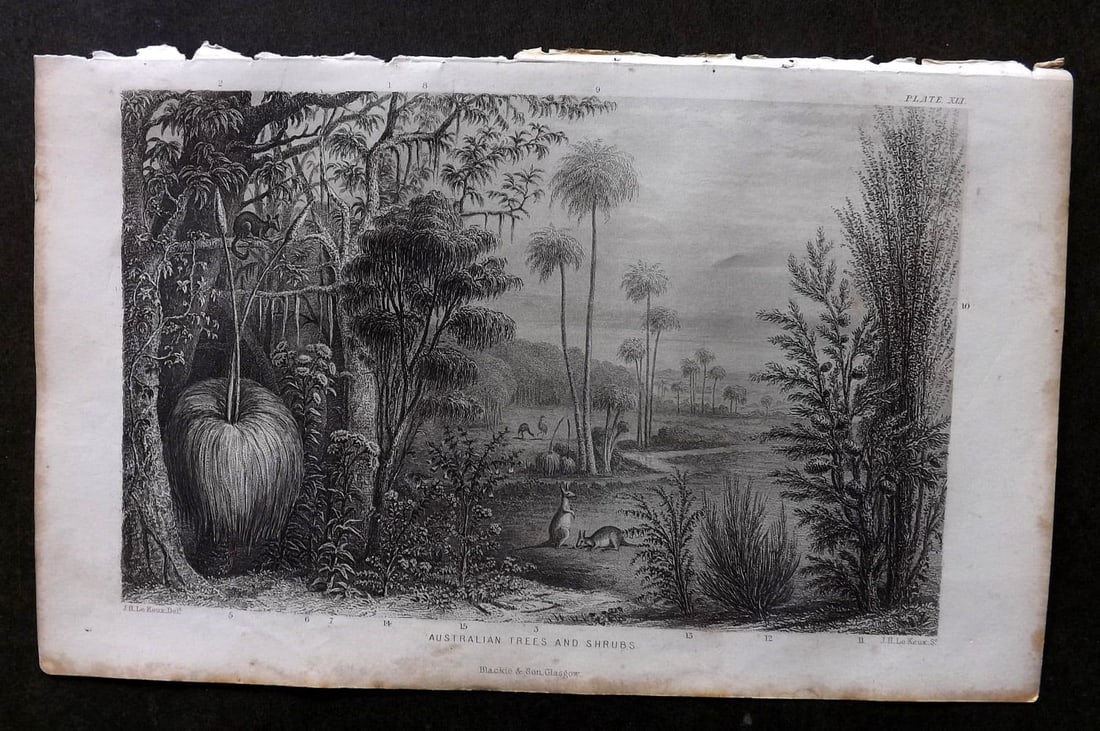 Rhind 1862 Antique Botanical Print. Australian Trees and Shrubs. Kangaroo: Antique Steel Engraving/Etching Published 1862, London for "A History of the Vegetable Kingdom" by Willian Rhind. Paper Size: 9.5 x 6 inch (24 x 15cm) Margin toning present.