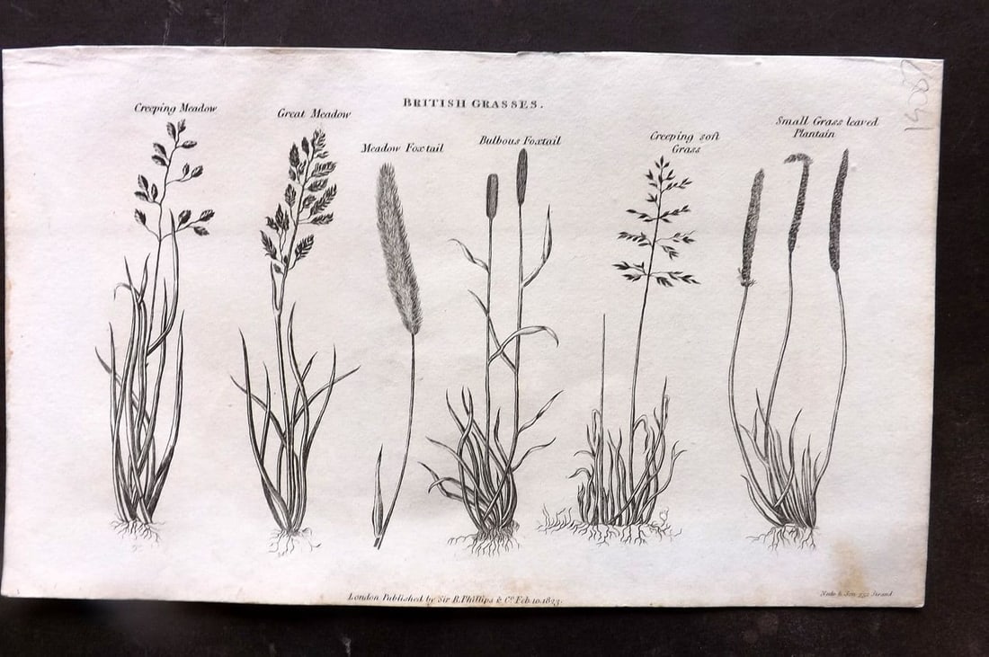 Simeon Shaw 1823 Antique Botanical Print. British Grasses 01: Antique Copper Plate Published 1823, London for "Nature Displayed in the Heavens, and on the Earth" by Simeon Shaw. Paper Size: 8 x 4.5 inch (20 x 12cm) Very minor margin toning.