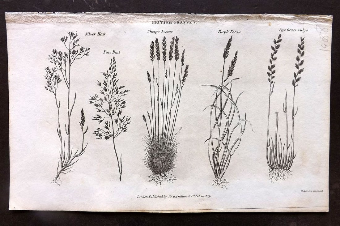 Simeon Shaw 1823 Antique Botanical Print. British Grasses 02: Antique Copper Plate Published 1823, London for "Nature Displayed in the Heavens, and on the Earth" by Simeon Shaw. Paper Size: 8 x 4.5 inch (20 x 12cm) Good Condition