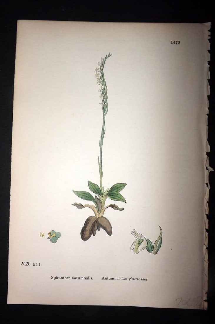 Sowerby 1869 Hand Col Botanical Print. Autumnal Lady's Tresses 1472: Antique Lithograph Published 1863-86, London for "English Botany" by John & James Sowerby. Fine hand colour as issued. Paper Size: 10 x 6 inch (25 x 16cm) Good Condition