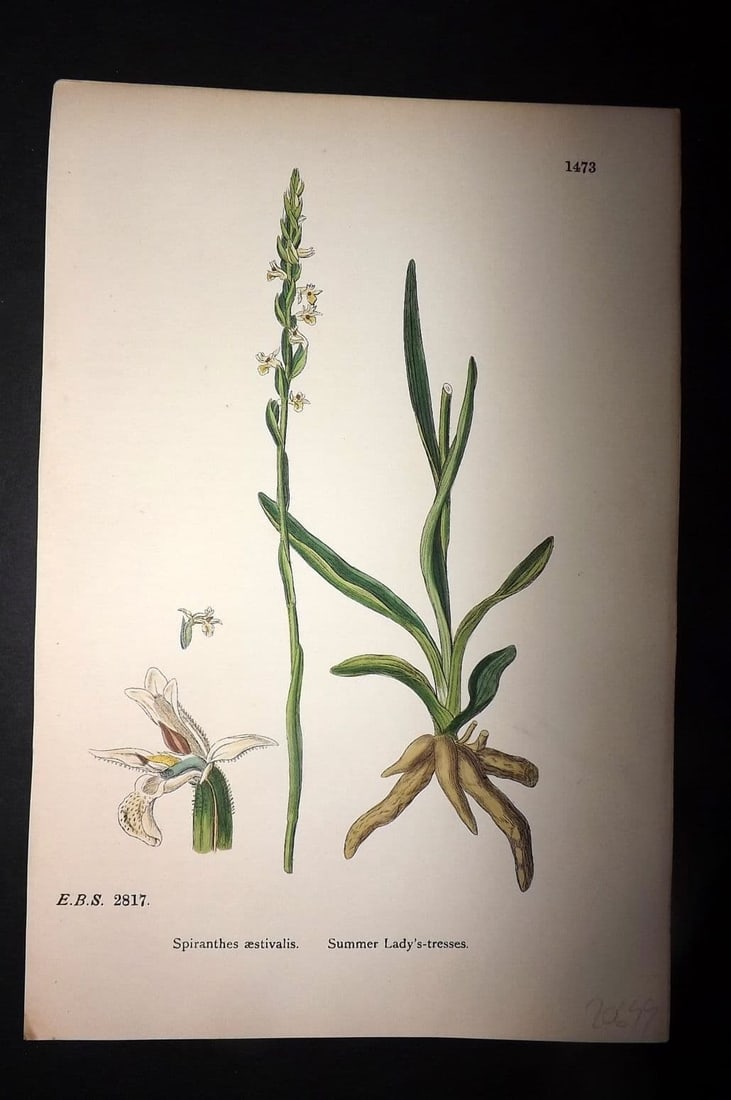 Sowerby 1869 Hand Col Botanical Print. Summer Lady's Tresses 1473: Antique Lithograph Published 1863-86, London for "English Botany" by John & James Sowerby. Fine hand colour as issued. Paper Size: 10 x 6 inch (25 x 16cm) Good Condition