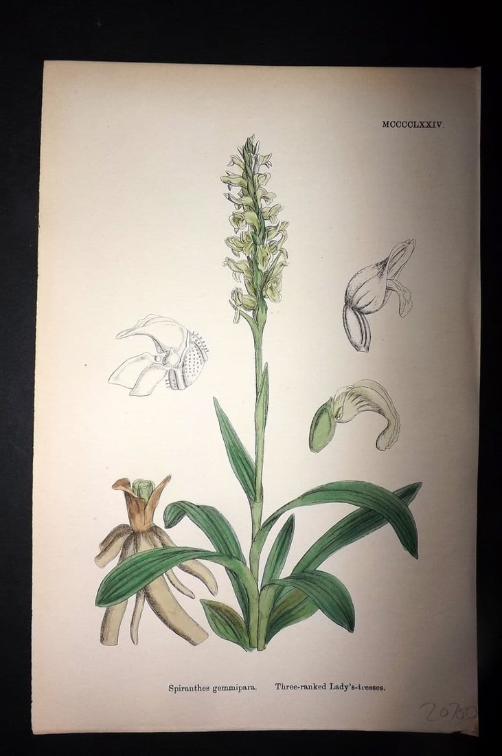 Sowerby 1869 Hand Col Botanical Print. Three-ranked Lady's Tresses 1474: Antique Lithograph Published 1863-86, London for "English Botany" by John & James Sowerby. Fine hand colour as issued. Paper Size: 10 x 6 inch (25 x 16cm) Good Condition