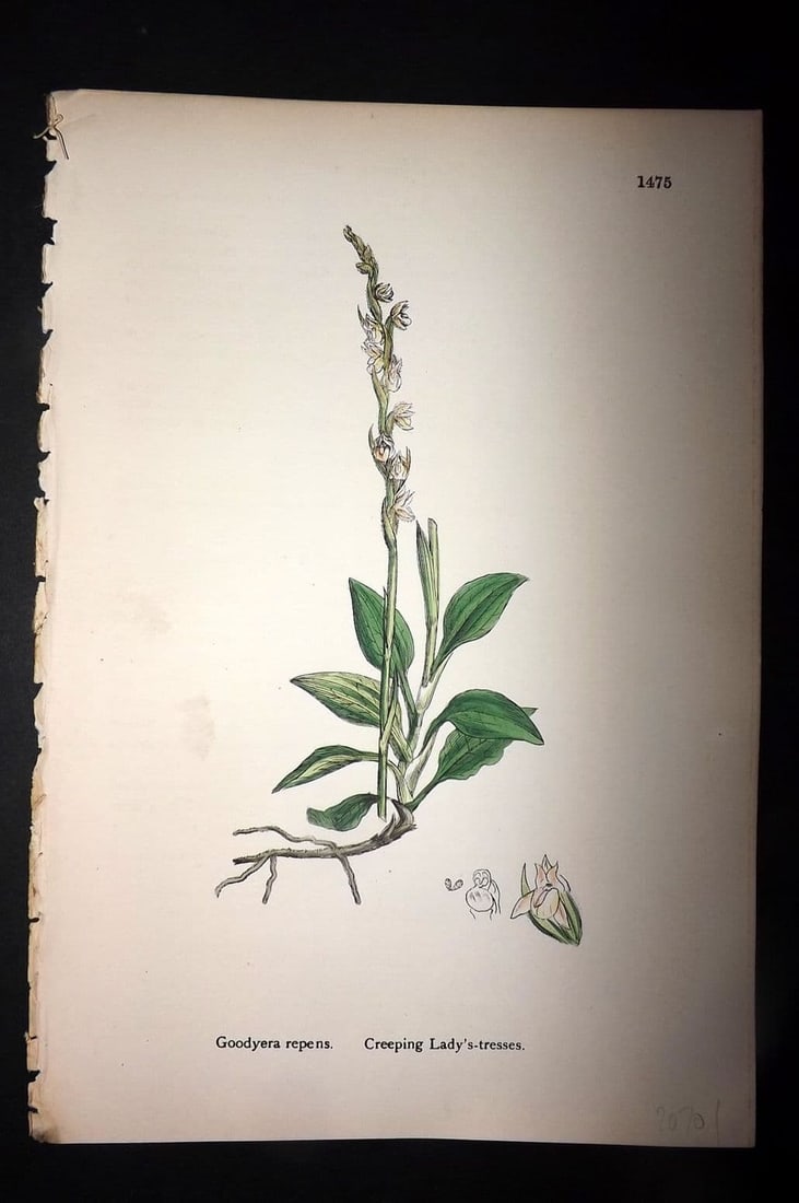 Sowerby 1869 Hand Col Botanical Print. Creeping Lady's Tresses 1475: Antique Lithograph Published 1863-86, London for "English Botany" by John & James Sowerby. Fine hand colour as issued. Paper Size: 10 x 6 inch (25 x 16cm) Good Condition