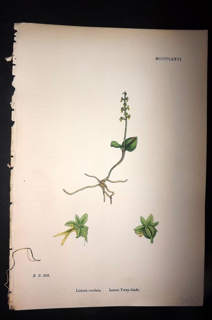Sowerby 1869 Hand Col Botanical Print. Lesser Tway-blade 1476: Antique Lithograph Published 1863-86, London for "English Botany" by John & James Sowerby. Fine hand colour as issued. Paper Size: 10 x 6 inch (25 x 16cm) Good Condition