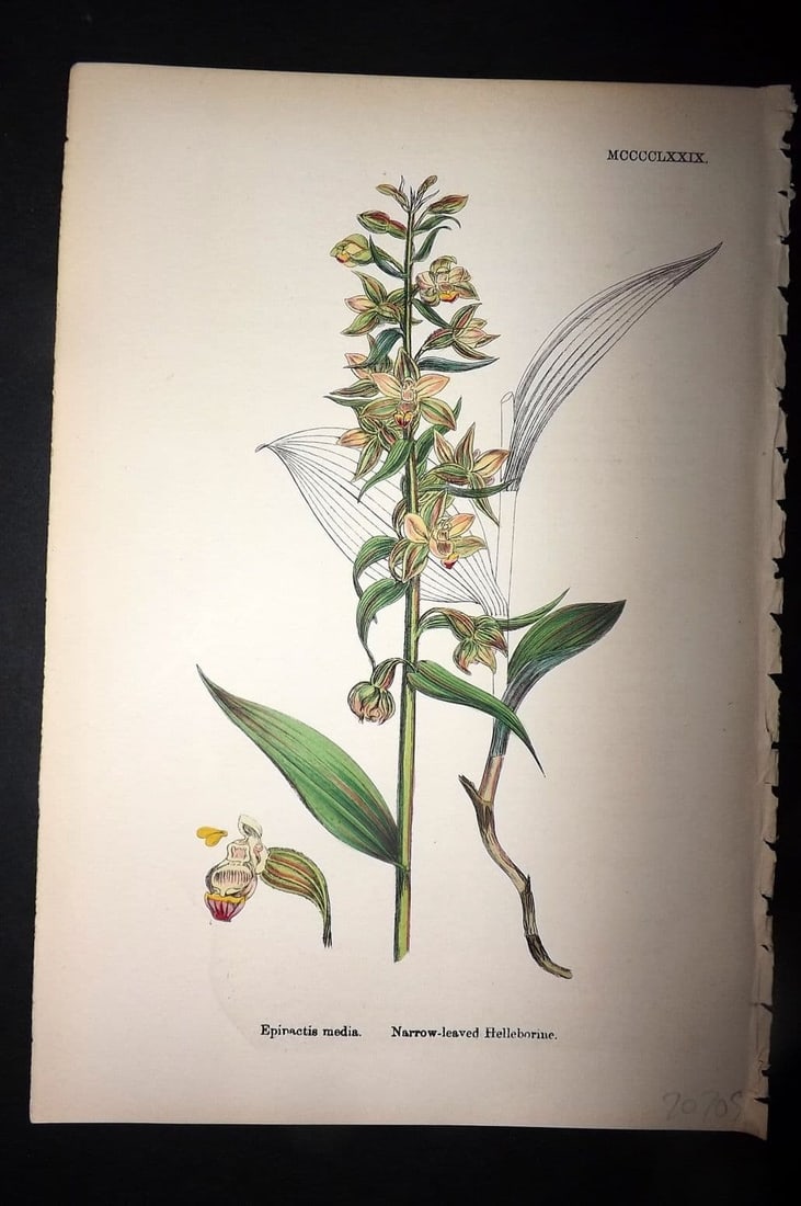 Sowerby 1869 Hand Col Botanical Print. Narrow Leaved Helleborine 1479: Antique Lithograph Published 1863-86, London for "English Botany" by John & James Sowerby. Fine hand colour as issued. Paper Size: 10 x 6 inch (25 x 16cm) Good Condition