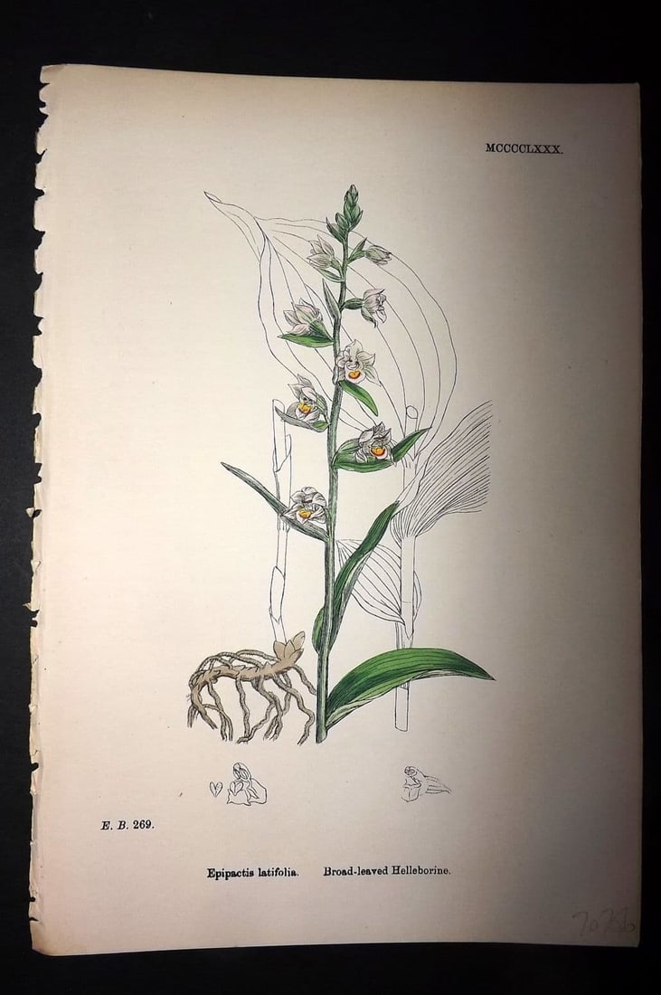 Sowerby 1869 Hand Col Botanical Print. Broad Leaved Helleborine 1480: Antique Lithograph Published 1863-86, London for "English Botany" by John & James Sowerby. Fine hand colour as issued. Paper Size: 10 x 6 inch (25 x 16cm) Good Condition