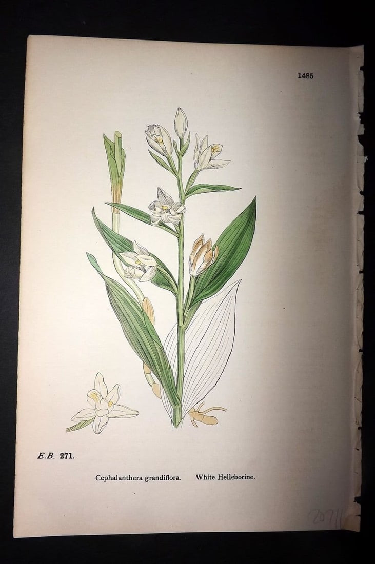 Sowerby 1869 Hand Col Botanical Print. White Helleborine 1485: Antique Lithograph Published 1863-86, London for "English Botany" by John & James Sowerby. Fine hand colour as issued. Paper Size: 10 x 6 inch (25 x 16cm) Good Condition