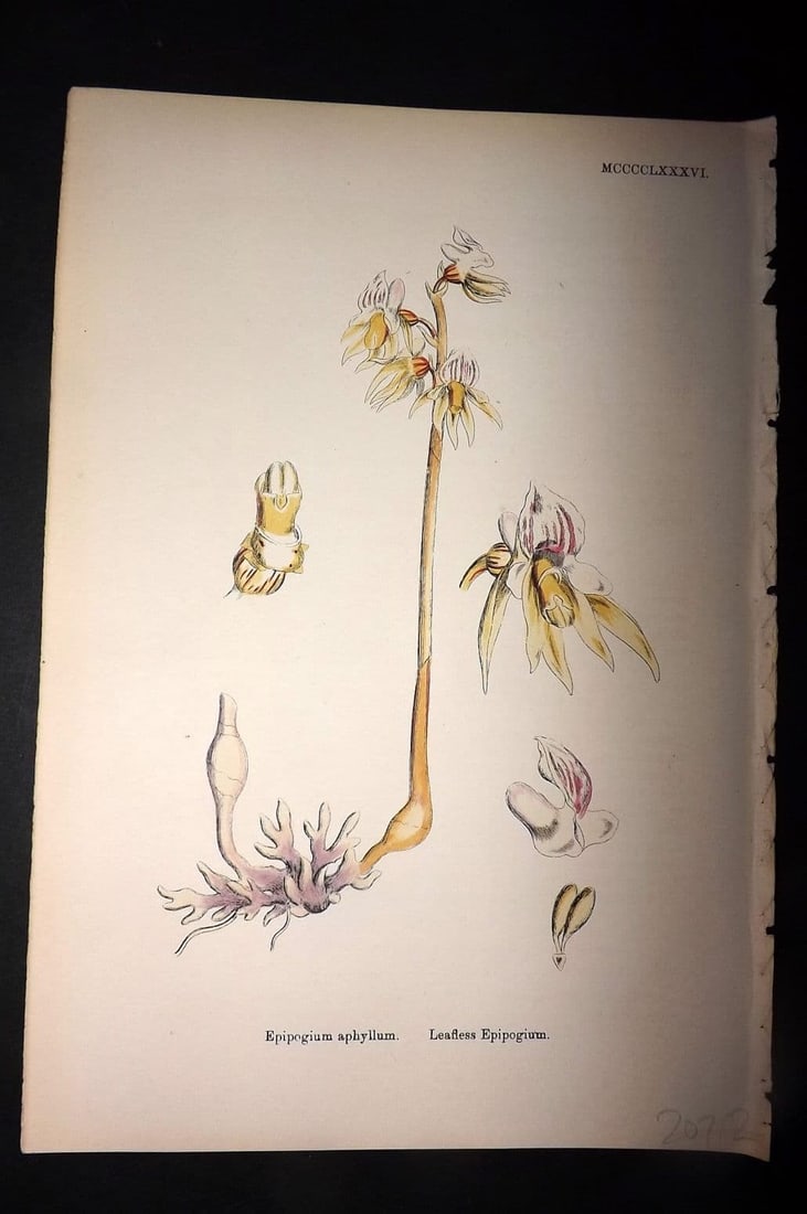 Sowerby 1869 Hand Col Botanical Print. Leafless Epipogrium 1486: Antique Lithograph Published 1863-86, London for "English Botany" by John & James Sowerby. Fine hand colour as issued. Paper Size: 10 x 6 inch (25 x 16cm) Good Condition