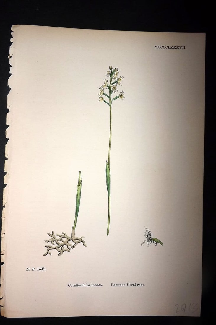 Sowerby 1869 Hand Col Botanical Print. Common Coral-Root 1487: Antique Lithograph Published 1863-86, London for "English Botany" by John & James Sowerby. Fine hand colour as issued. Paper Size: 10 x 6 inch (25 x 16cm) Good Condition