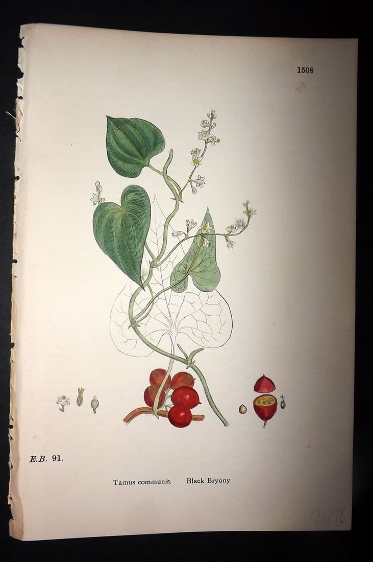 Sowerby 1869 Hand Col Botanical Print. Black Bryony 1508: Antique Lithograph Published 1863-86, London for "English Botany" by John & James Sowerby. Fine hand colour as issued. Paper Size: 10 x 6 inch (25 x 16cm) Good Condition
