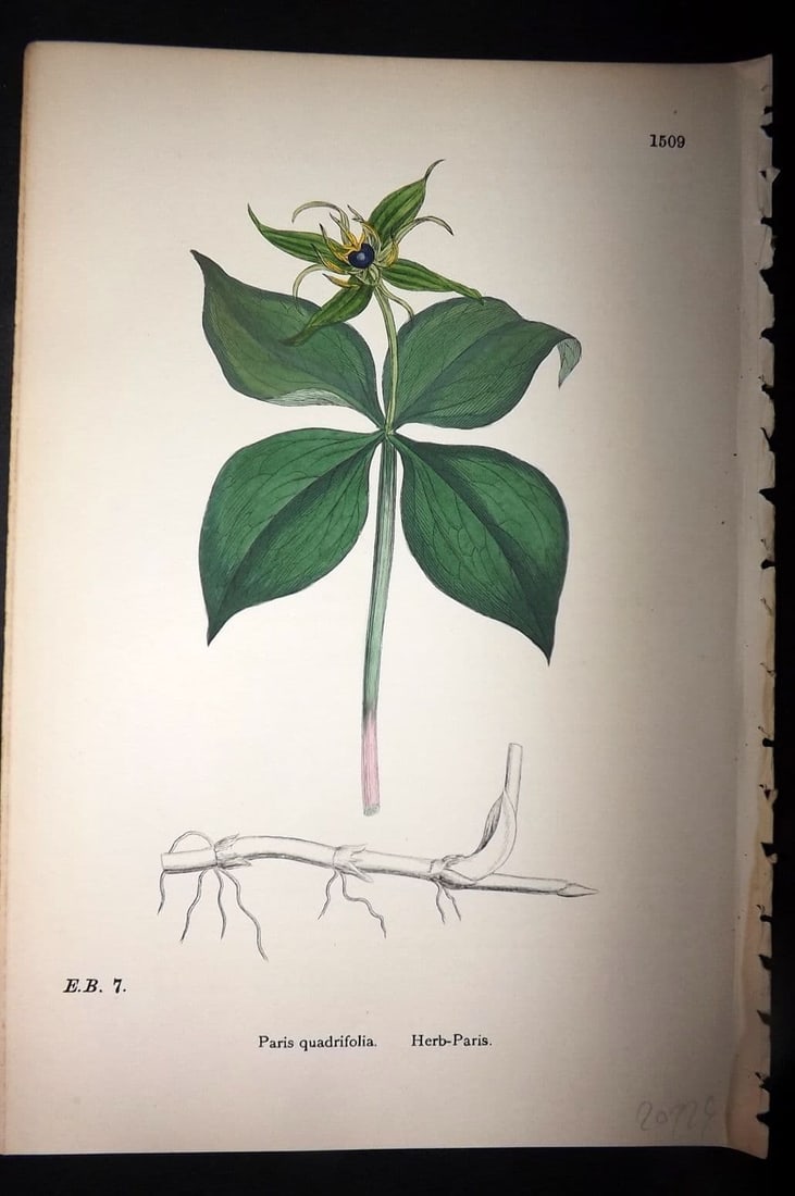 Sowerby 1869 Hand Col Botanical Print. Herb Paris 1509: Antique Lithograph Published 1863-86, London for "English Botany" by John & James Sowerby. Fine hand colour as issued. Paper Size: 10 x 6 inch (25 x 16cm) Good Condition