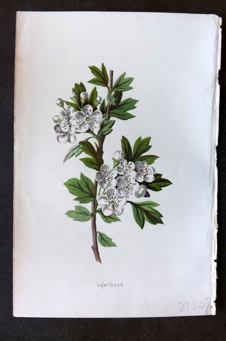 Hulme 1884 Antique Botanical Print. Hawthorn: Antique Chromolithograph Published 1878-84, London for "Familiar Wild Flowers" First Edition by F. Edward Hulme & Shirley Hibberd. Paper Size: 7.5 x 5 inch (19 x 13cm). Good Condition.