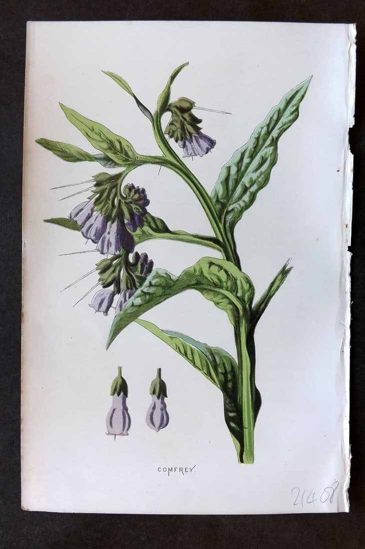 Hulme 1884 Antique Botanical Print. Comfrey: Antique Chromolithograph Published 1878-84, London for "Familiar Wild Flowers" First Edition by F. Edward Hulme & Shirley Hibberd. Paper Size: 7.5 x 5 inch (19 x 13cm). Good Condition.