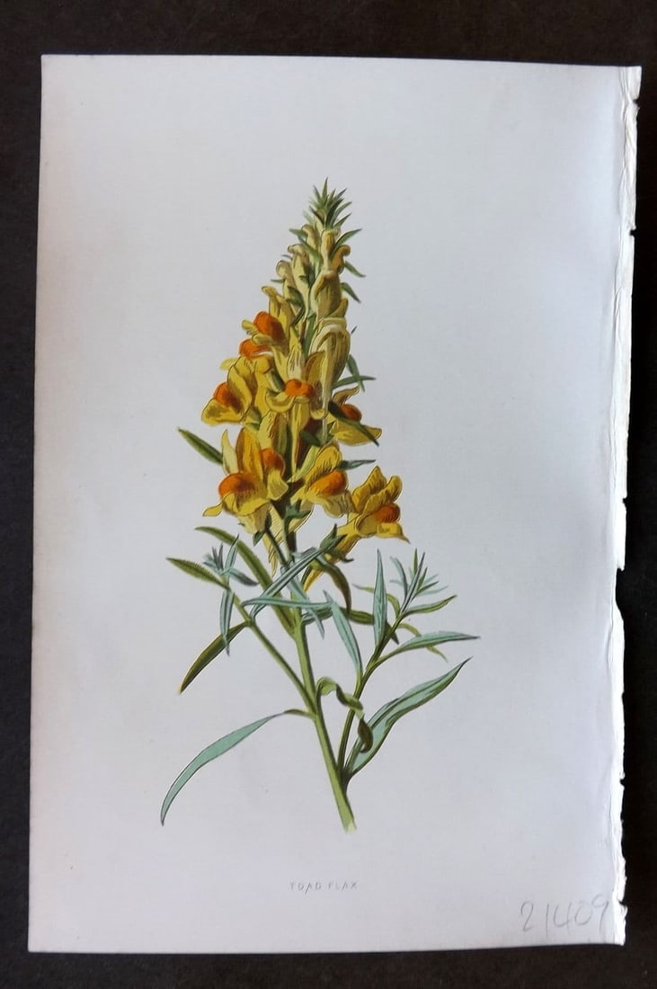Hulme 1884 Antique Botanical Print. Toad Flax: Antique Chromolithograph Published 1878-84, London for "Familiar Wild Flowers" First Edition by F. Edward Hulme & Shirley Hibberd. Paper Size: 7.5 x 5 inch (19 x 13cm). Good Condition.