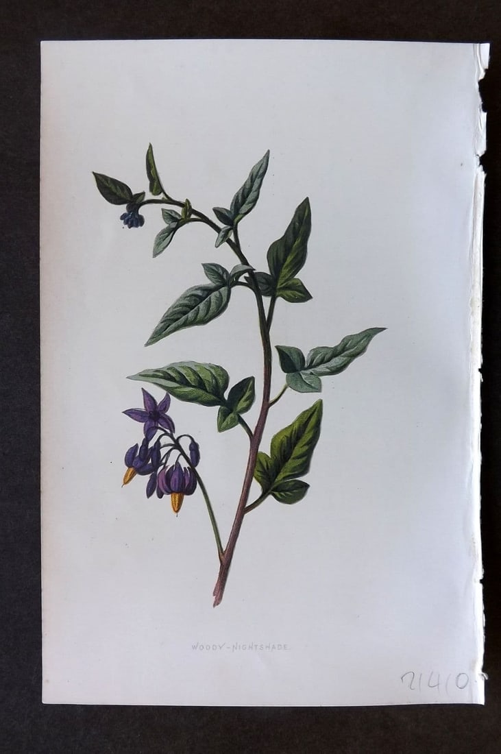 Hulme 1884 Antique Botanical Print. Woddy Nightshade: Antique Chromolithograph Published 1878-84, London for "Familiar Wild Flowers" First Edition by F. Edward Hulme & Shirley Hibberd. Paper Size: 7.5 x 5 inch (19 x 13cm). Good Condition.
