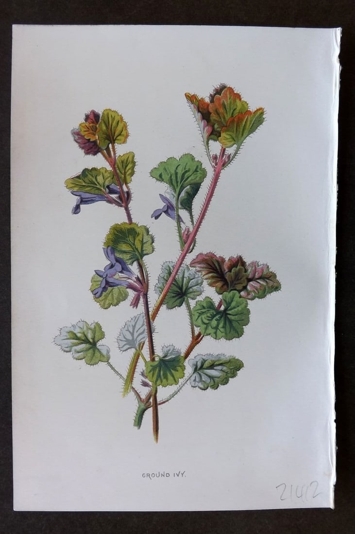 Hulme 1884 Antique Botanical Print. Ground Ivy: Antique Chromolithograph Published 1878-84, London for "Familiar Wild Flowers" First Edition by F. Edward Hulme & Shirley Hibberd. Paper Size: 7.5 x 5 inch (19 x 13cm). Good Condition.