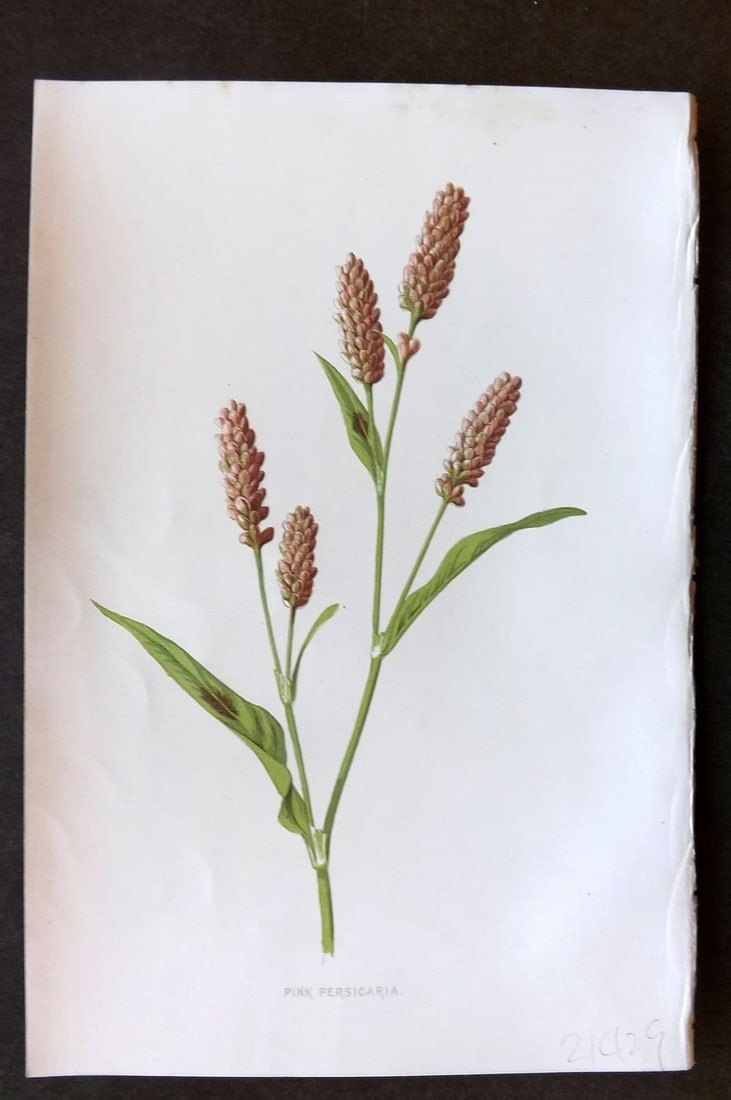 Hulme 1884 Antique Botanical Print. Pink Persicaria: Antique Chromolithograph Published 1878-84, London for "Familiar Wild Flowers" First Edition by F. Edward Hulme & Shirley Hibberd. Paper Size: 7.5 x 5 inch (19 x 13cm). Good Condition.