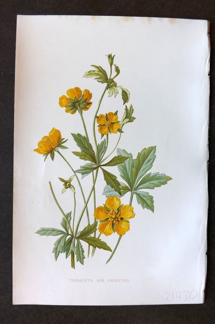 Hulme 1884 Antique Botanical Print. Tormentil and Cinquefoil: Antique Chromolithograph Published 1878-84, London for "Familiar Wild Flowers" First Edition by F. Edward Hulme & Shirley Hibberd. Paper Size: 7.5 x 5 inch (19 x 13cm). Good Condition.