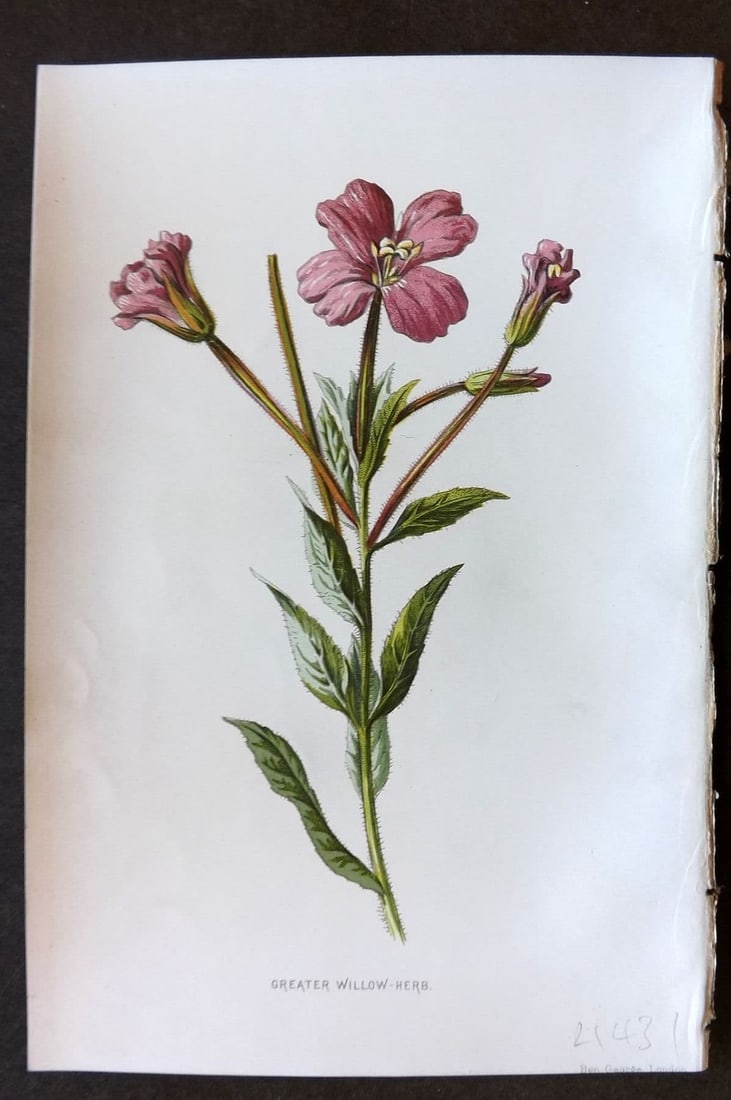 Hulme 1884 Antique Botanical Print. Greater Willow Herb: Antique Chromolithograph Published 1878-84, London for "Familiar Wild Flowers" First Edition by F. Edward Hulme & Shirley Hibberd. Paper Size: 7.5 x 5 inch (19 x 13cm). Good Condition.