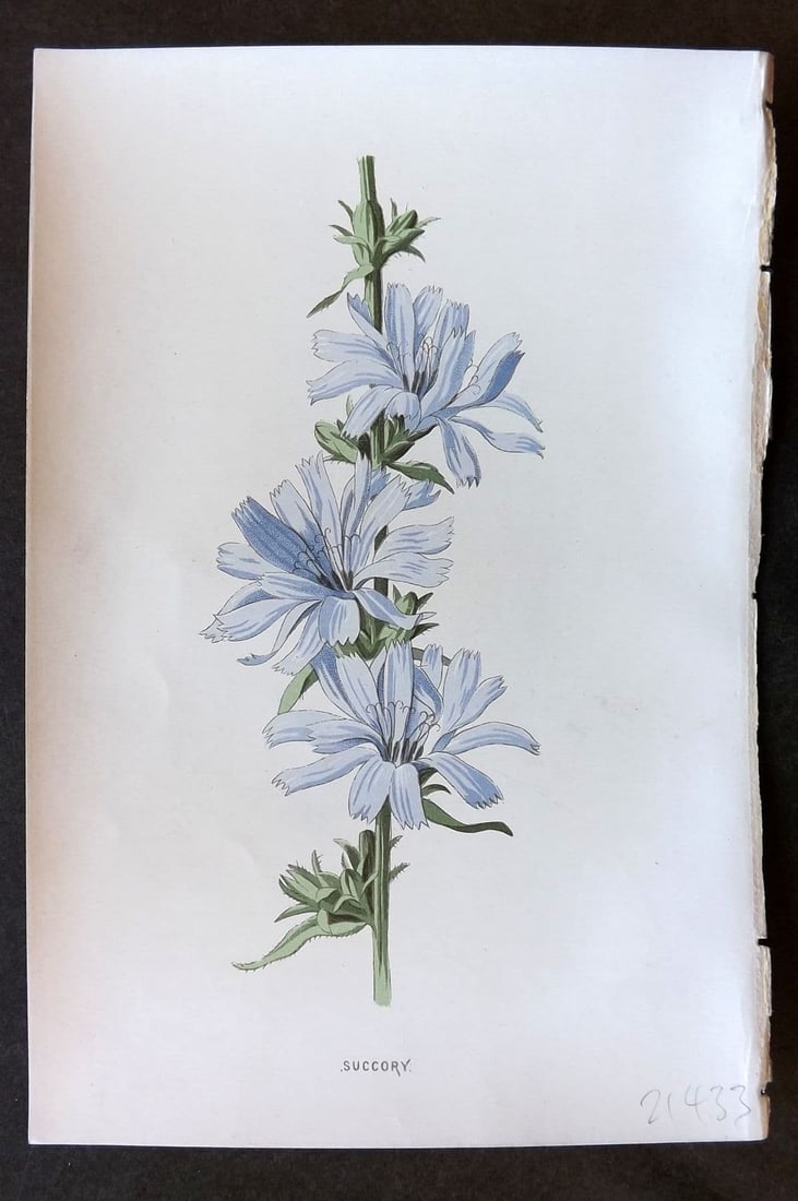 Hulme 1884 Antique Botanical Print. Succory: Antique Chromolithograph Published 1878-84, London for "Familiar Wild Flowers" First Edition by F. Edward Hulme & Shirley Hibberd. Paper Size: 7.5 x 5 inch (19 x 13cm). Good Condition.