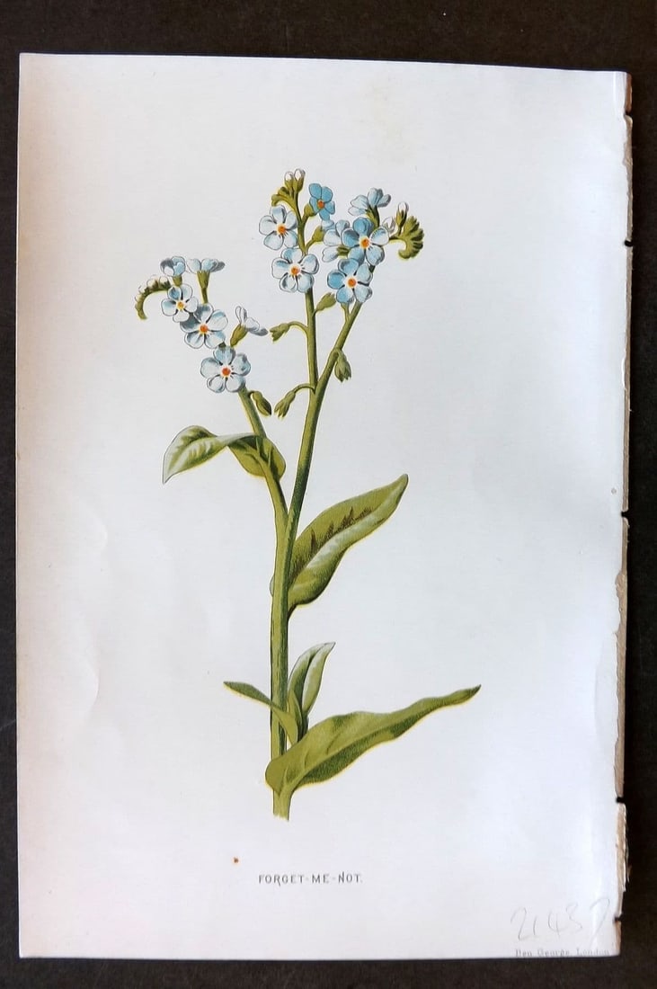 Hulme 1884 Antique Botanical Print. Forget Me Not: Antique Chromolithograph Published 1878-84, London for "Familiar Wild Flowers" First Edition by F. Edward Hulme & Shirley Hibberd. Paper Size: 7.5 x 5 inch (19 x 13cm). Good Condition.