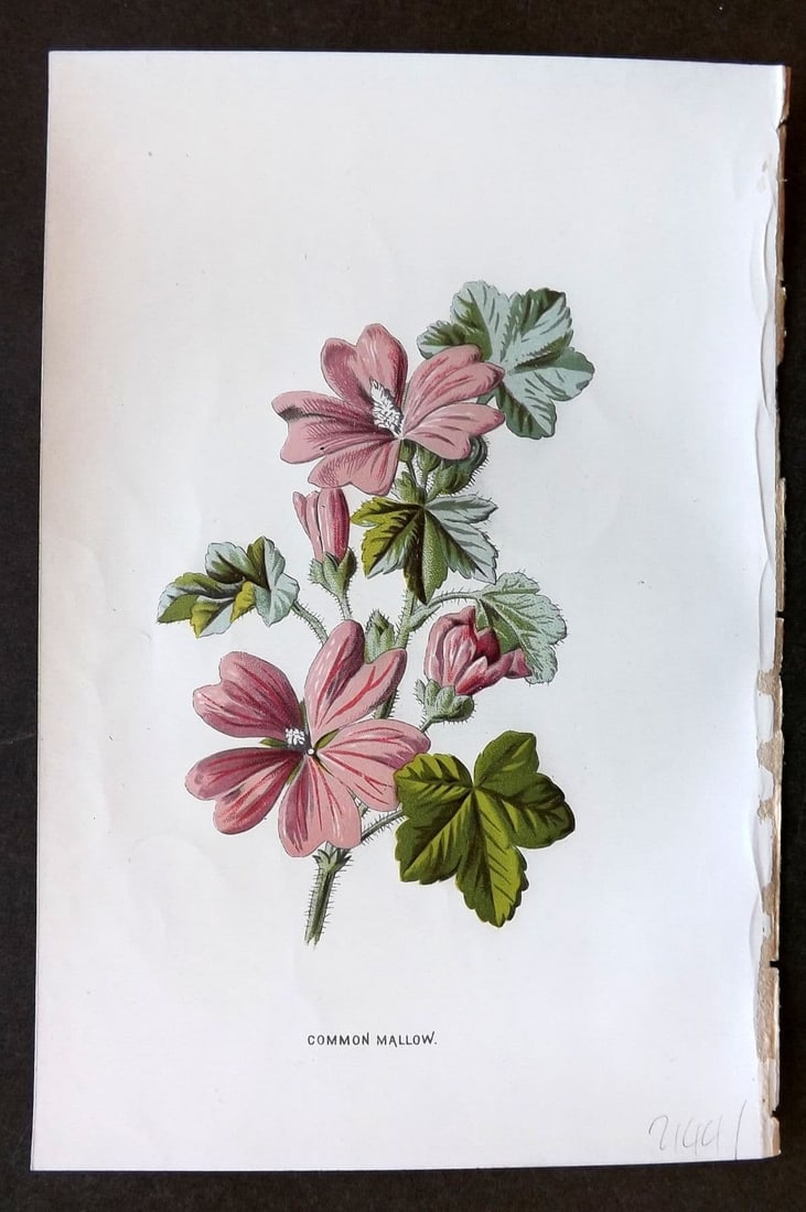 Hulme 1884 Antique Botanical Print. Common Mallow: Antique Chromolithograph Published 1878-84, London for "Familiar Wild Flowers" First Edition by F. Edward Hulme & Shirley Hibberd. Paper Size: 7.5 x 5 inch (19 x 13cm). Good Condition.