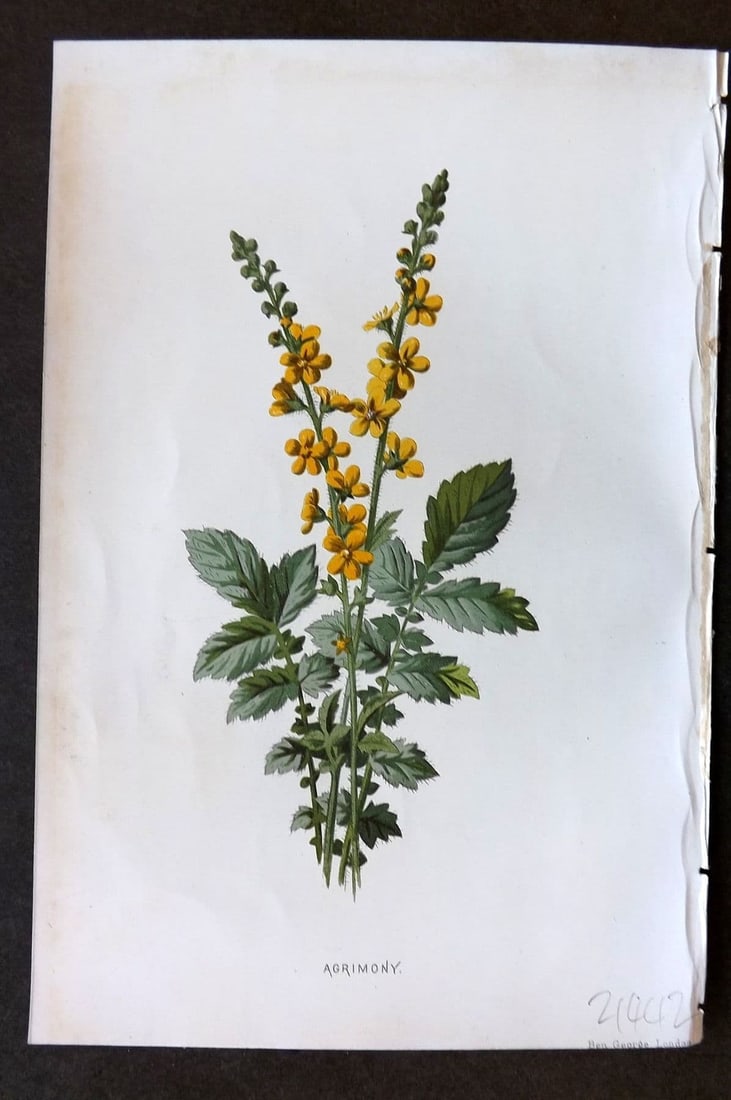Hulme 1884 Antique Botanical Print. Agrimony: Antique Chromolithograph Published 1878-84, London for "Familiar Wild Flowers" First Edition by F. Edward Hulme & Shirley Hibberd. Paper Size: 7.5 x 5 inch (19 x 13cm). Good Condition.