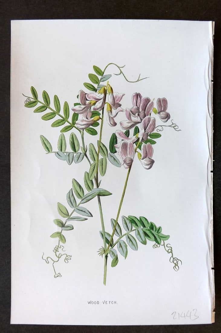 Hulme 1884 Antique Botanical Print. Wood Vetch: Antique Chromolithograph Published 1878-84, London for "Familiar Wild Flowers" First Edition by F. Edward Hulme & Shirley Hibberd. Paper Size: 7.5 x 5 inch (19 x 13cm). Good Condition.