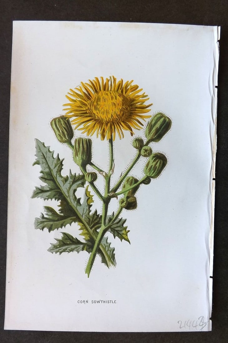 Hulme 1884 Antique Botanical Print. Corn Sowthistle: Antique Chromolithograph Published 1878-84, London for "Familiar Wild Flowers" First Edition by F. Edward Hulme & Shirley Hibberd. Paper Size: 7.5 x 5 inch (19 x 13cm). Good Condition.