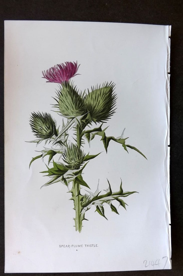 Hulme 1884 Antique Botanical Print. Spear-Plume Thistle: Antique Chromolithograph Published 1878-84, London for "Familiar Wild Flowers" First Edition by F. Edward Hulme & Shirley Hibberd. Paper Size: 7.5 x 5 inch (19 x 13cm). Good Condition.