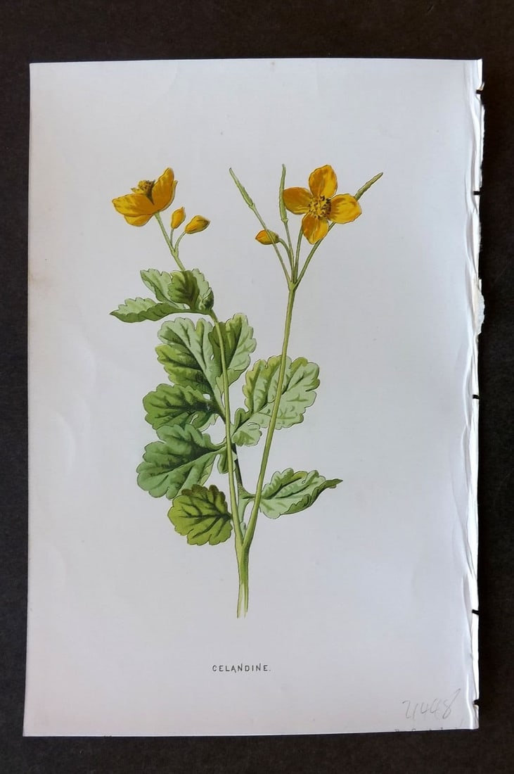 Hulme 1884 Antique Botanical Print. Celandine: Antique Chromolithograph Published 1878-84, London for "Familiar Wild Flowers" First Edition by F. Edward Hulme & Shirley Hibberd. Paper Size: 7.5 x 5 inch (19 x 13cm). Good Condition.
