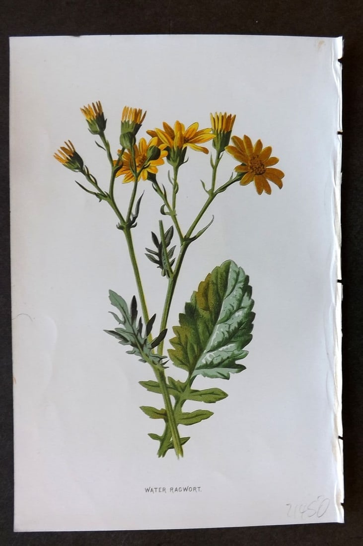 Hulme 1884 Antique Botanical Print. Water Ragwort: Antique Chromolithograph Published 1878-84, London for "Familiar Wild Flowers" First Edition by F. Edward Hulme & Shirley Hibberd. Paper Size: 7.5 x 5 inch (19 x 13cm). Good Condition.