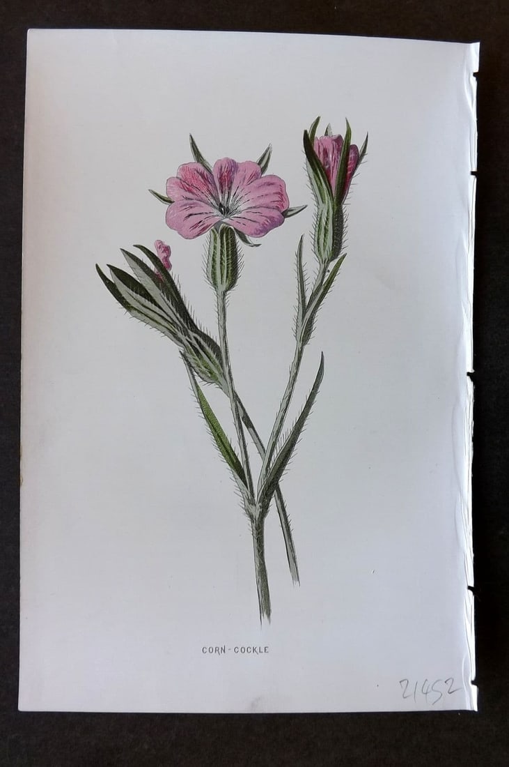 Hulme 1884 Antique Botanical Print. Corn Cockle: Antique Chromolithograph Published 1878-84, London for "Familiar Wild Flowers" First Edition by F. Edward Hulme & Shirley Hibberd. Paper Size: 7.5 x 5 inch (19 x 13cm). Good Condition.
