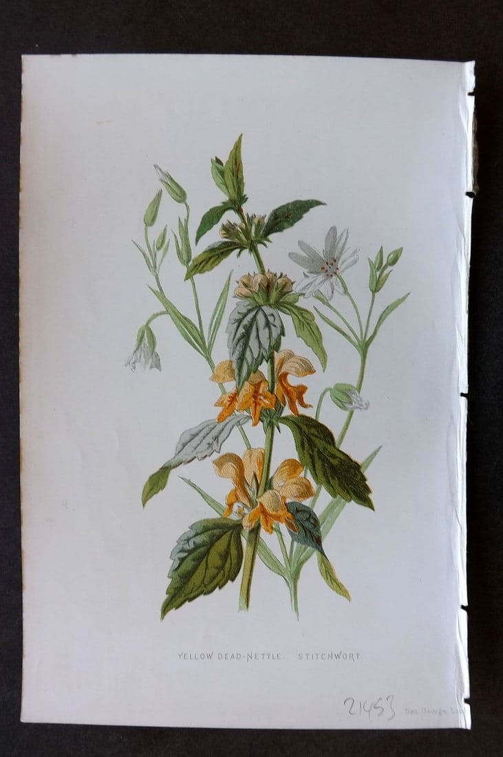 Hulme 1884 Antique Botanical Print. Yellow Dead Nettle Stitchwort: Antique Chromolithograph Published 1878-84, London for "Familiar Wild Flowers" First Edition by F. Edward Hulme & Shirley Hibberd. Paper Size: 7.5 x 5 inch (19 x 13cm). Good Condition.