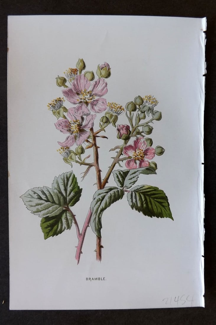 Hulme 1884 Antique Botanical Print. Bramble: Antique Chromolithograph Published 1878-84, London for "Familiar Wild Flowers" First Edition by F. Edward Hulme & Shirley Hibberd. Paper Size: 7.5 x 5 inch (19 x 13cm). Good Condition.