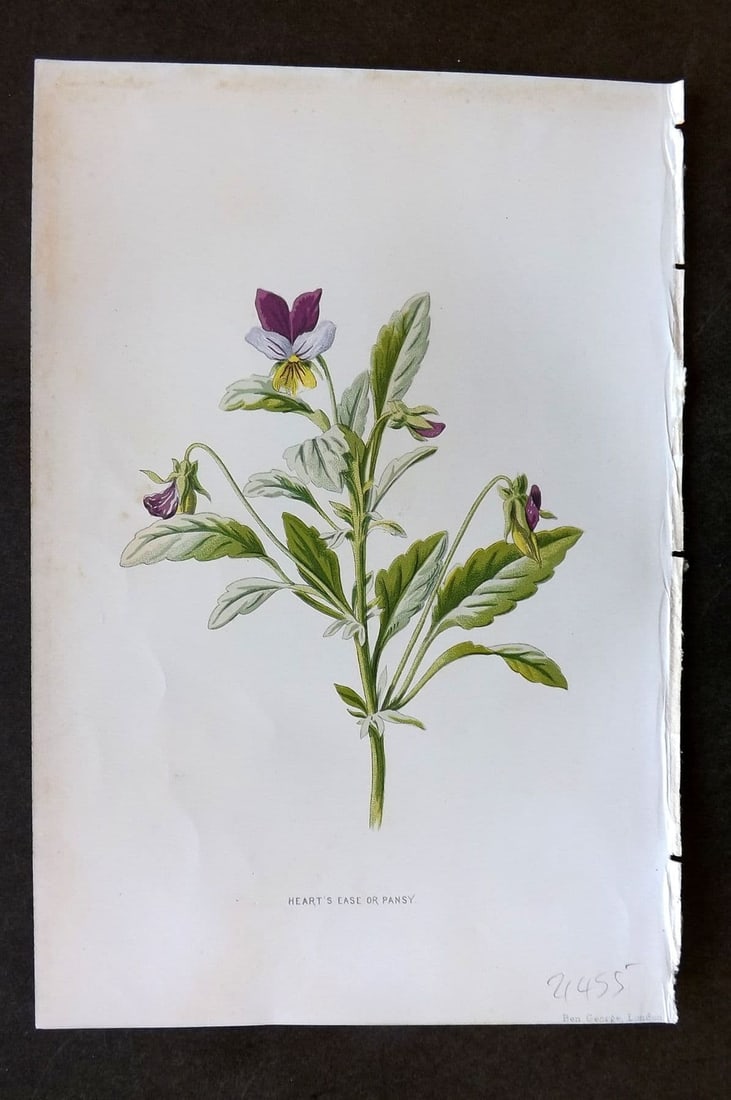 Hulme 1884 Antique Botanical Print. Heart's Ease or Pansy: Antique Chromolithograph Published 1878-84, London for "Familiar Wild Flowers" First Edition by F. Edward Hulme & Shirley Hibberd. Paper Size: 7.5 x 5 inch (19 x 13cm). Good Condition.