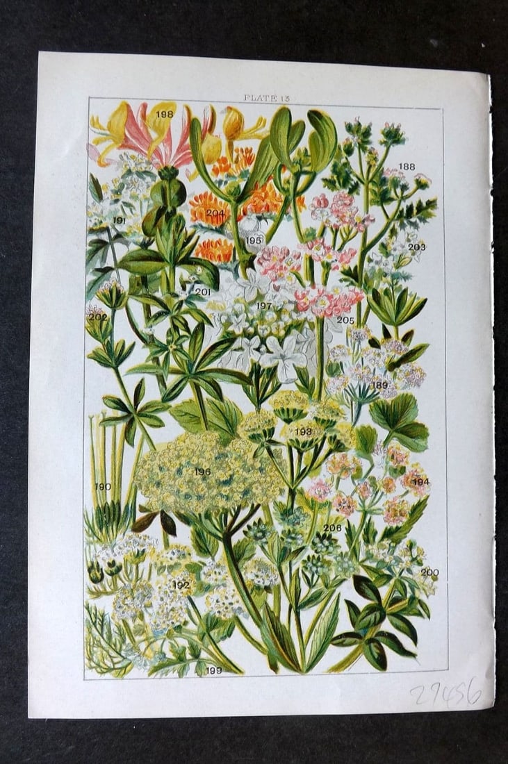 Gordon C1900 Print. Parsley, Chervil, Coriander, Mistletoe, Elder, Gulder Rose 13: Antique Chromolithograph Published C1900, London for the "Our Country's" Series by W. J. Gordon. Paper Size: 7.5 x 5 inch (19 x 13cm). Good Condition.