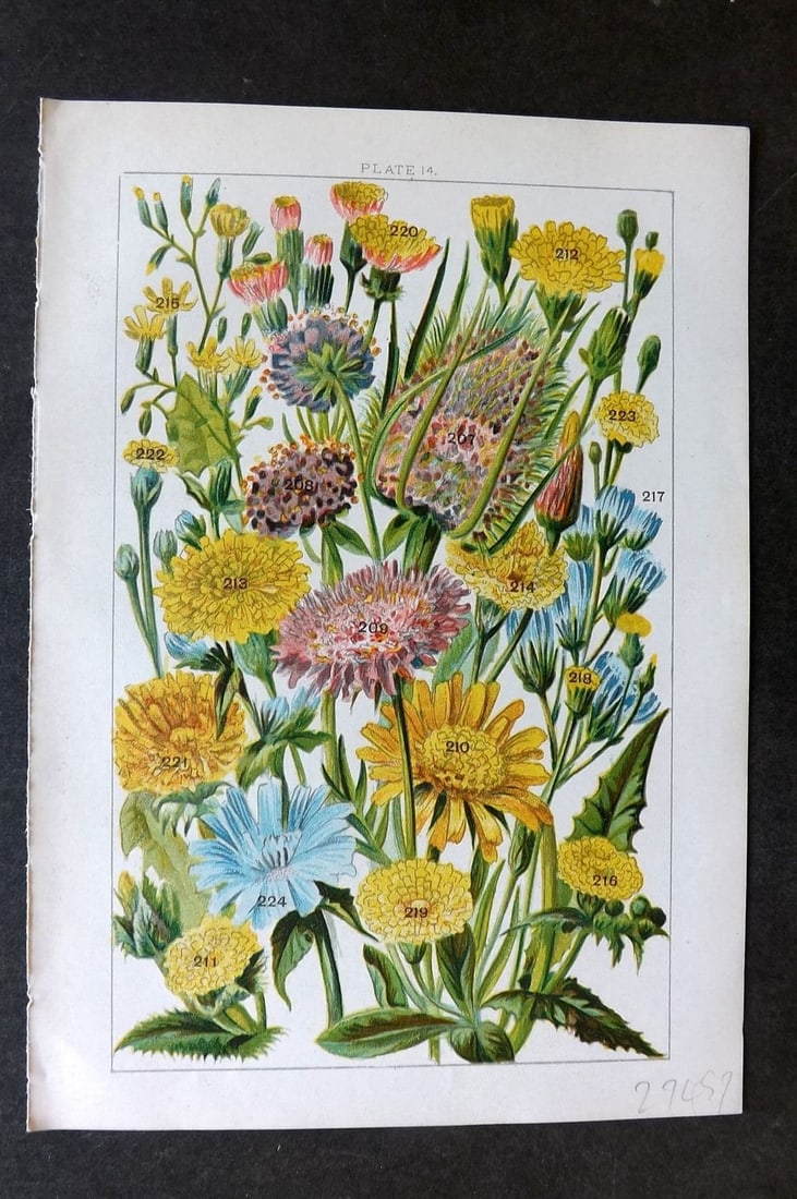 Gordon C1900 Print. Teasel, Ox Tongue, Thistle, Hawkweed Nipplewort Chicory 14 (1 of 1)