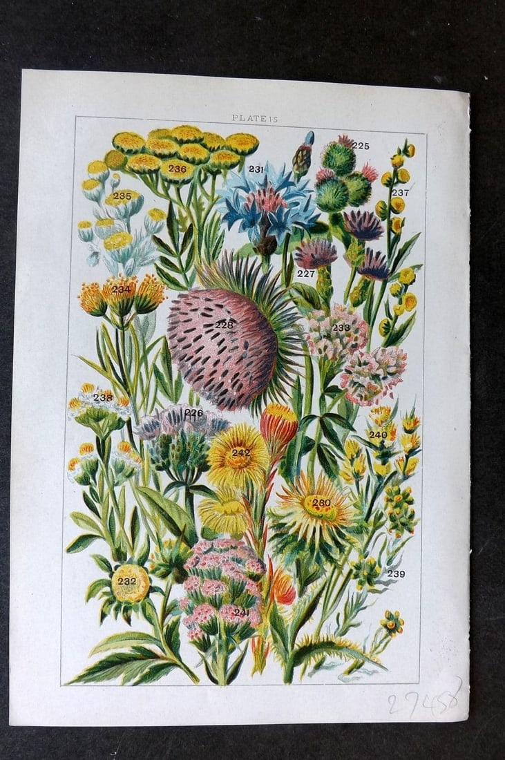 Gordon C1900 Burdock, Saw Wort, Marigold, Cotton Weed, Tansy, Butter Bur 15: Antique Chromolithograph Published C1900, London for the "Our Country's" Series by W. J. Gordon. Paper Size: 7.5 x 5 inch (19 x 13cm). Good Condition.