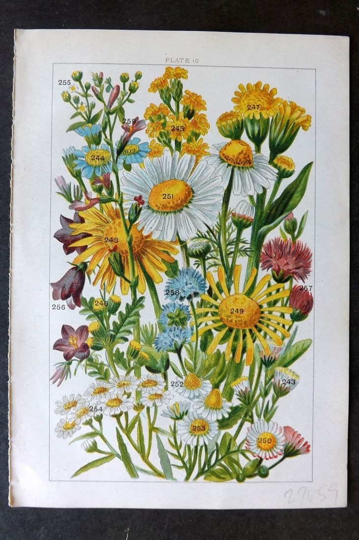 Gordon C1900 Print. Flea Bane, Daisy, Golden Rod, Groundsel, Daisy, Camomile 16: Antique Chromolithograph Published C1900, London for the "Our Country's" Series by W. J. Gordon. Paper Size: 7.5 x 5 inch (19 x 13cm). Good Condition.