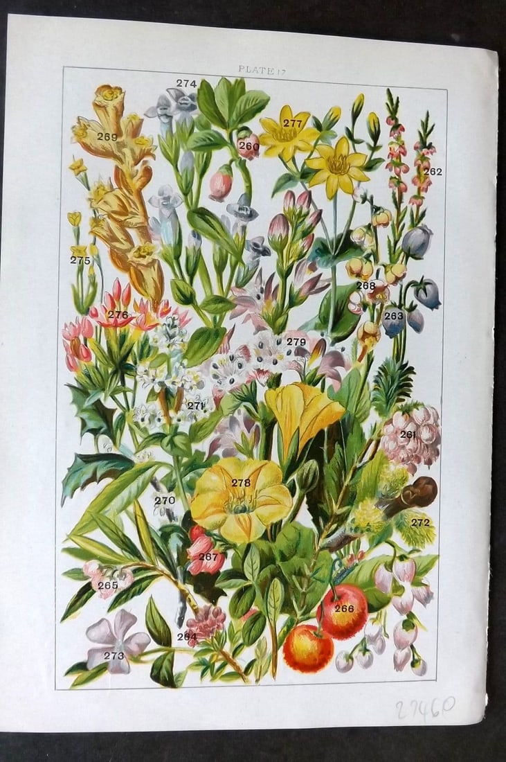 Gordon C1900 Whortleberry, Cross Heath, Heather, Strawberry, Bearberry Holly 17: Antique Chromolithograph Published C1900, London for the "Our Country's" Series by W. J. Gordon. Paper Size: 7.5 x 5 inch (19 x 13cm). Good Condition.